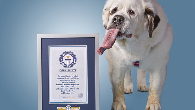 Dog with world's longest tongue makes Guinness record book – WSVN 7News |  Miami News, Weather, Sports | Fort Lauderdale