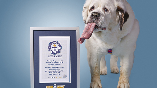 Dog with world's longest tongue makes Guinness record book – WSVN 7News | Miami News, Weather, Sports | Fort Lauderdale Dog with world's longest tongue makes Guinness record book – WSVN 7News | Miami News, Weather, Sports | Fort Lauderdale
