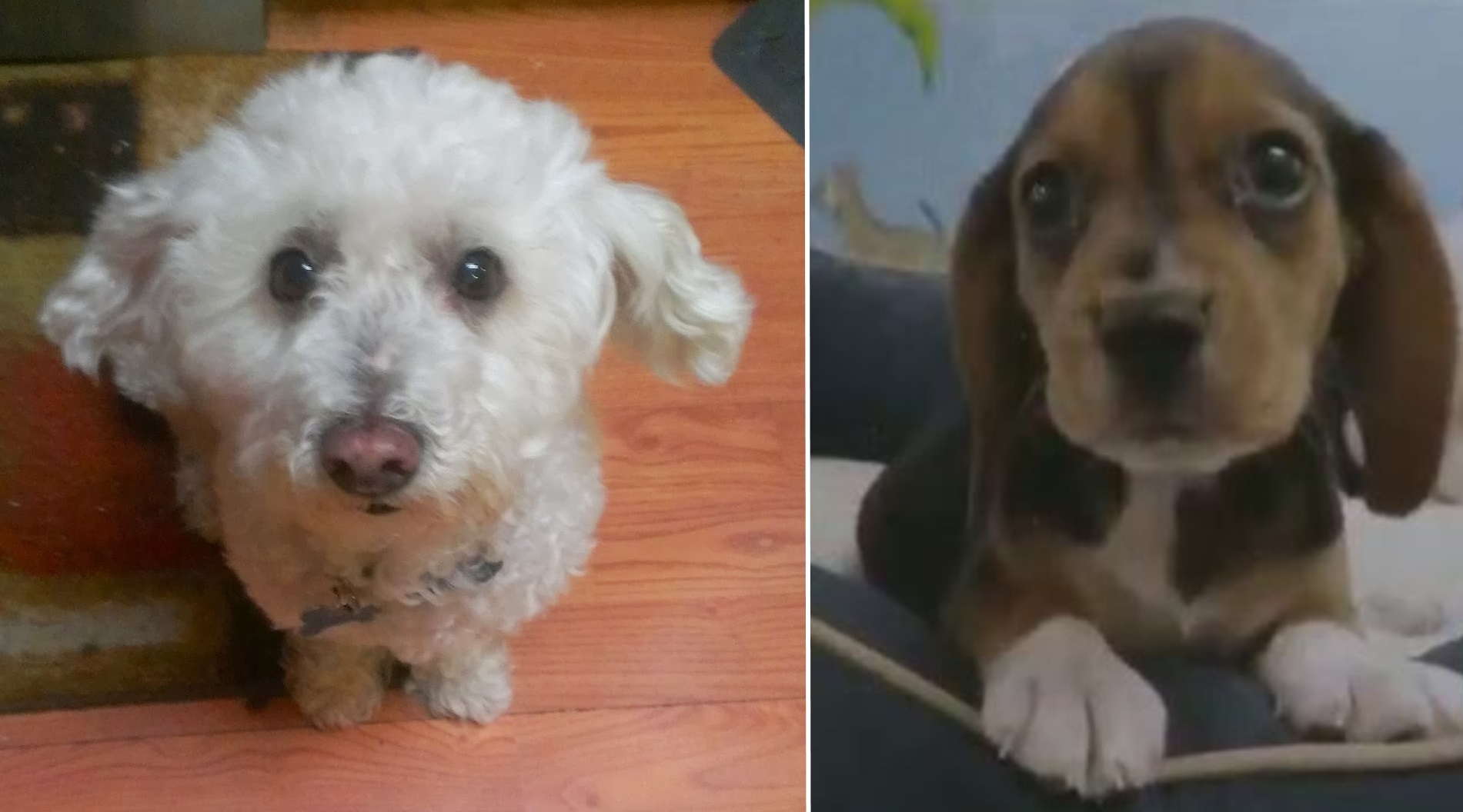 Dogs really do put on ‘puppy eyes’ to get what they want, study finds