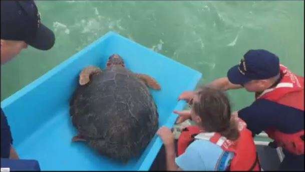 Key West Turtle Sanctuary 365 Lb Green Sea Turtle Released Back Into