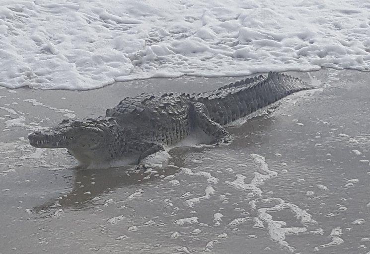 Crocodile captured off Hollywood Beach - WSVN 7News | Miami News