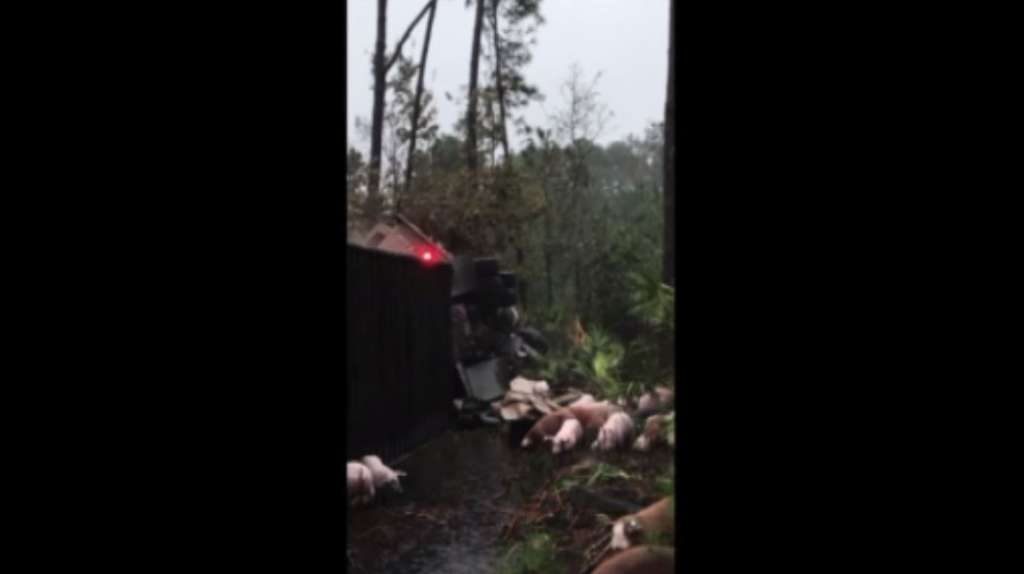 Loose pigs wander near I-95 in NE Florida following crash - WSVN 7News ...