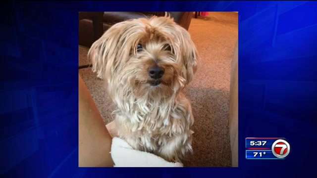 Dog dies after North Miami home catches fire with family, pets inside ...