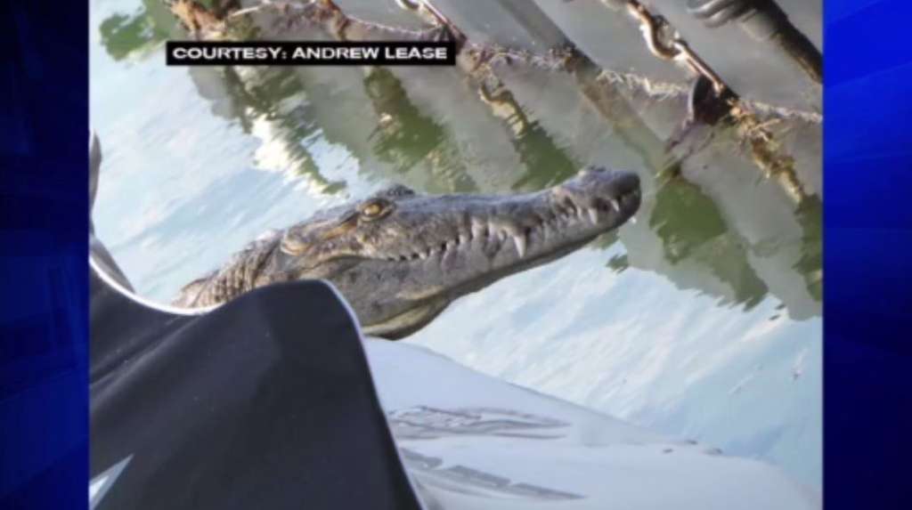 Crocodile spotted on watercraft in Miami, released into Biscayne Bay