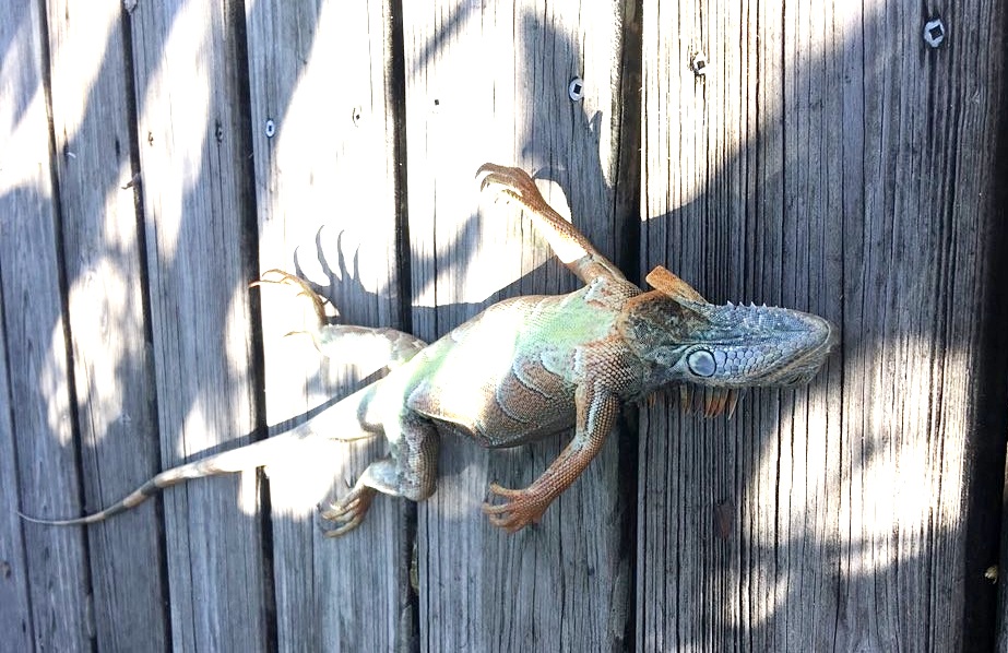 It’s so cold in Florida, iguanas are falling from trees