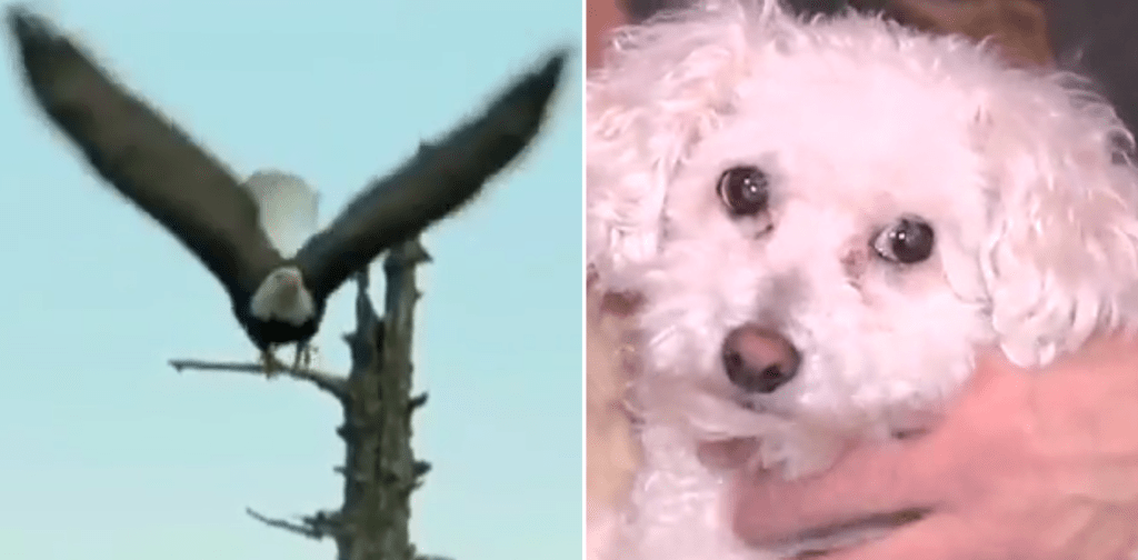 Dog snatched by hungry eagle found alive 4 miles away WSVN 7News