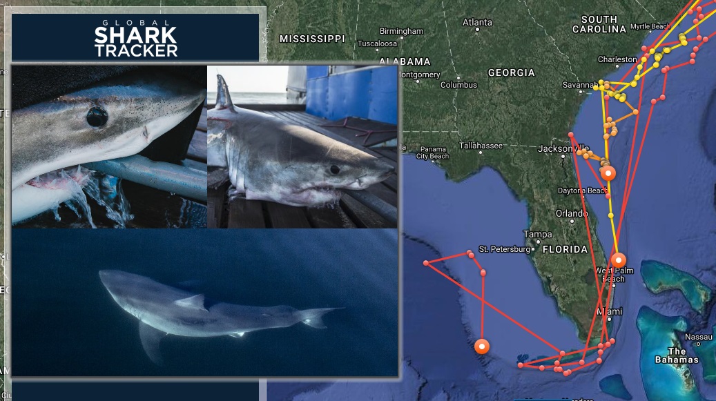 Three great white sharks being tracked off the coast of Florida - WSVN