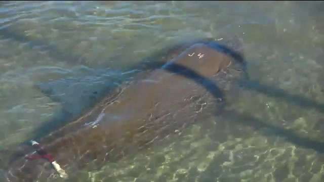 Orphaned manatee released into wild from Miami Seaquarium - WSVN 7News ...