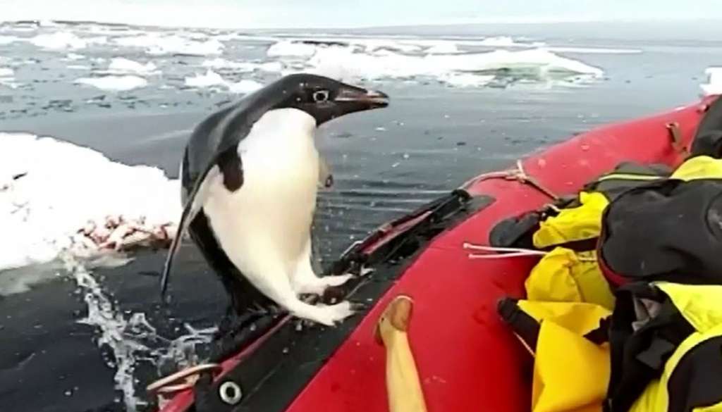 Penguin jumps onto researchers’ boat in Antarctica - WSVN 7News | Miami