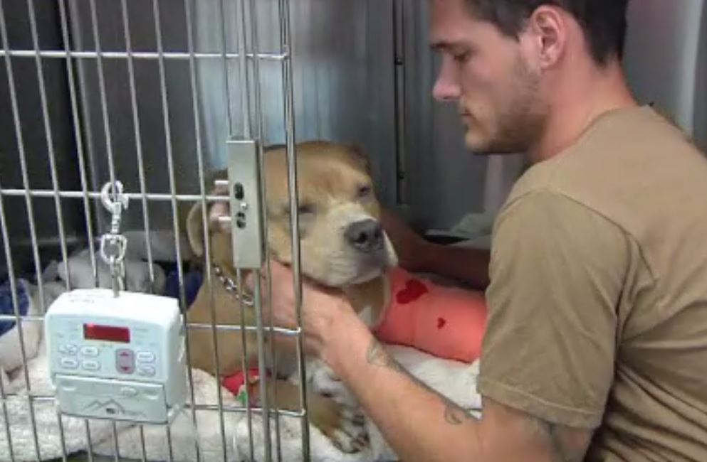 Police Dog shot in leg after approaching person in Davie WSVN 7News