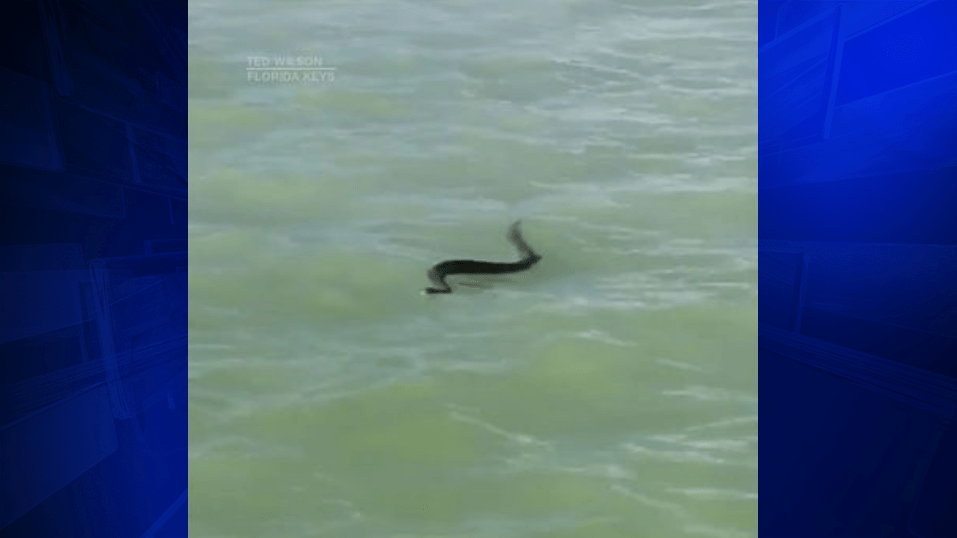 Rattlesnake spotted swimming in waters off Florida Keys WSVN 7News