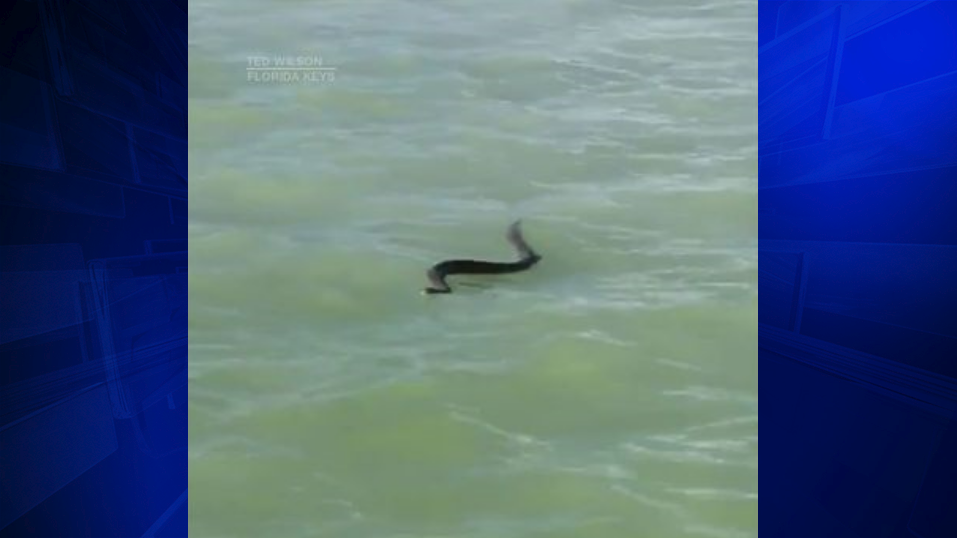 Rattlesnake spotted swimming in waters off Florida Keys - WSVN 7News