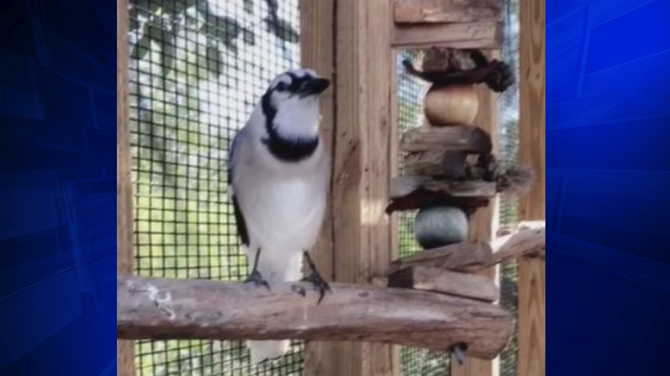 Blue Jay In Florida Keys Mimics A Cat S Meow Wsvn 7news Miami News Weather Sports Fort Lauderdale Blue Jay In Florida Keys Mimics A Cat S Meow Wsvn 7news Miami News Weather Sports Fort Lauderdale