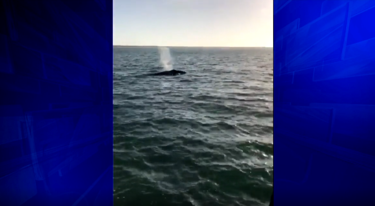 Endangered right whale spotted in Gulf of Mexico off Florida - WSVN ...