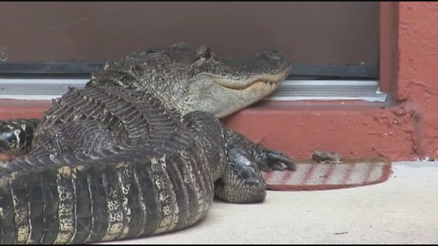 Police wrangle 9-foot alligator outside Florida apartment building – WSVN  7News | Miami News, Weather, Sports | Fort Lauderdale