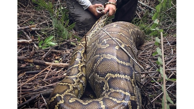 Florida python devours deer that weighs nearly 4 lbs. more - WSVN 7News ...