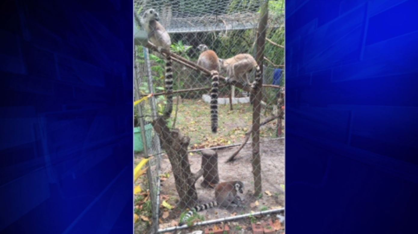 craigslist exotic pets