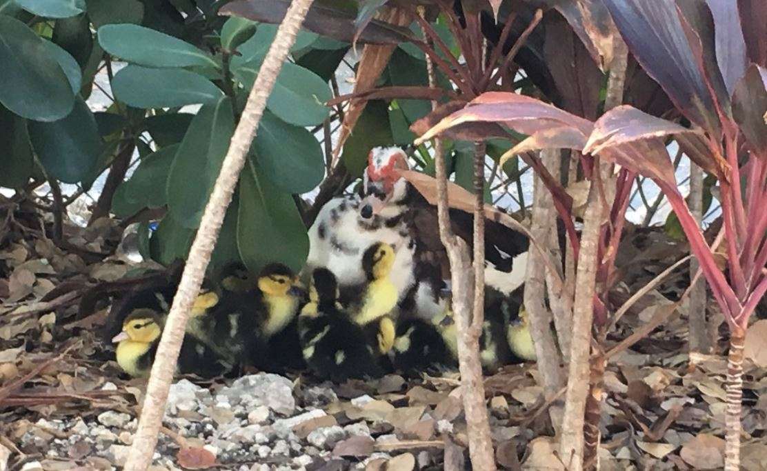 Miami fire rescuers save ducklings from storm drain - WSVN 7News ...