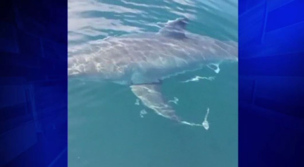 Large great white shark spotted in waters near Daytona Beach WSVN