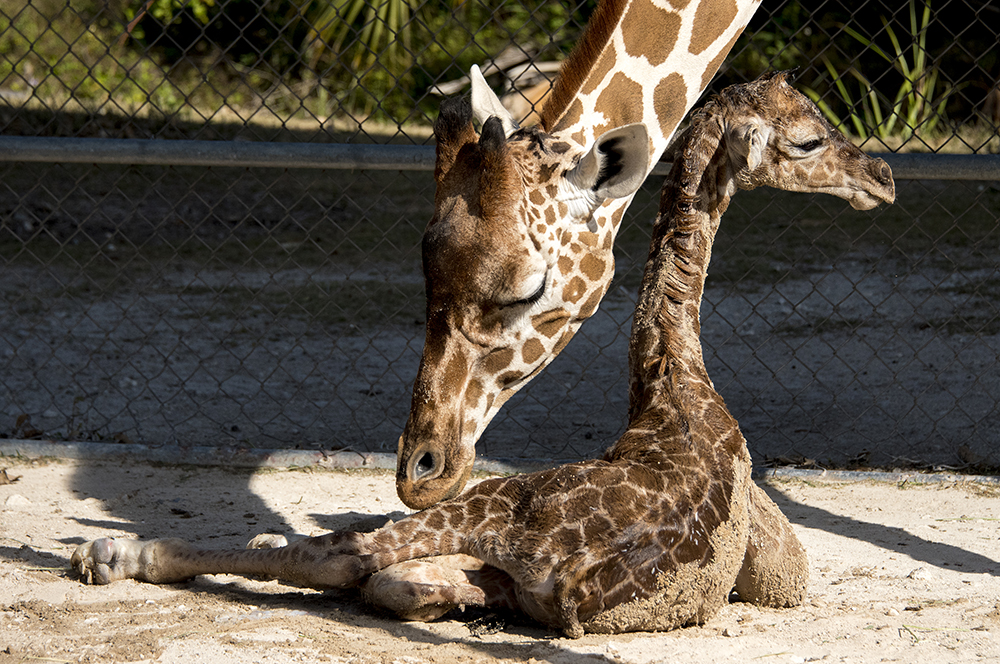 Baby giraffe born at ZooMiami - WSVN 7News | Miami News, Weather