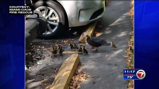 Firefighters rescue ducklings from drain in SW Miami-Dade - WSVN 7News ...
