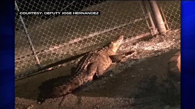 Large crocodile spotted in Key Largo – WSVN 7News | Miami News, Weather