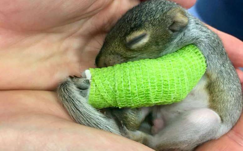 Baby squirrel gets cast on broken leg after falling out of tree - WSVN