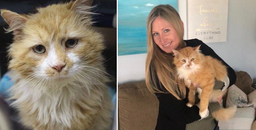 Cat taken to shelter after walking 12 miles back home gets new family ...