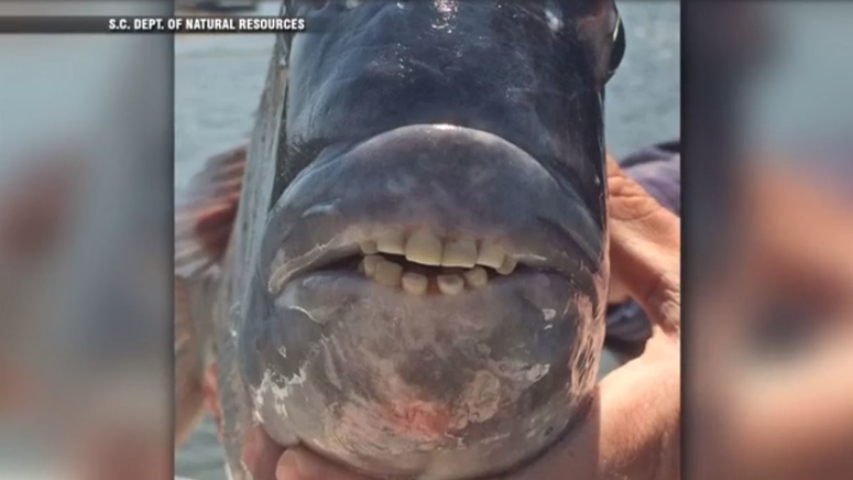 Fish with humanlike teeth sends social media over the