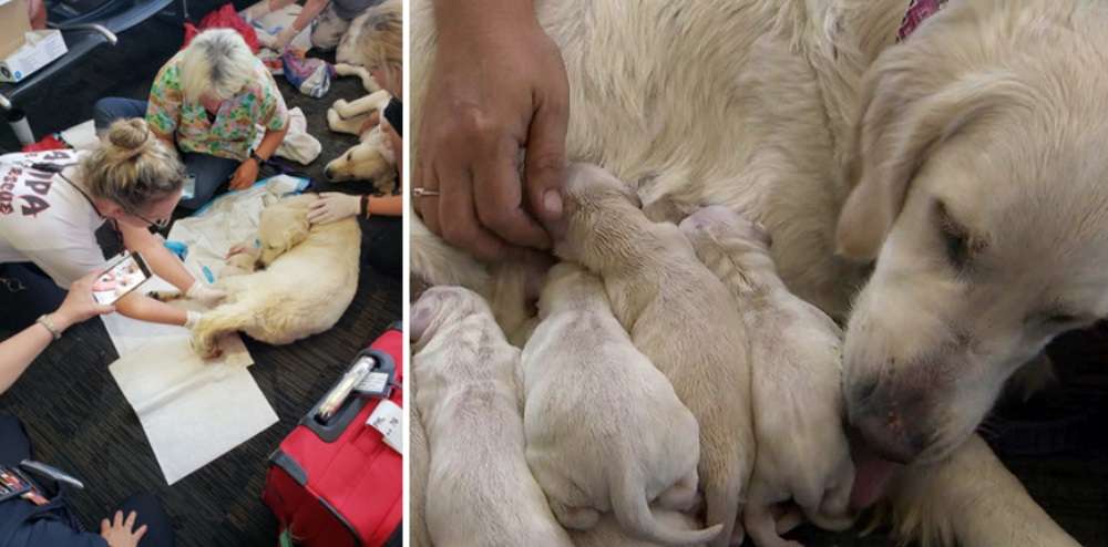 Service dog gives birth to 8 puppies at Florida airport gate - WSVN ...