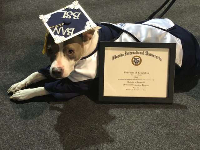 Very First Service Dog Service dog makes FIU history, receives certificate of completion ...
