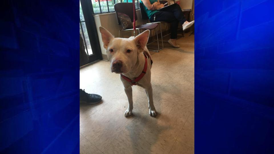 vets4pets vaccination offers 2018