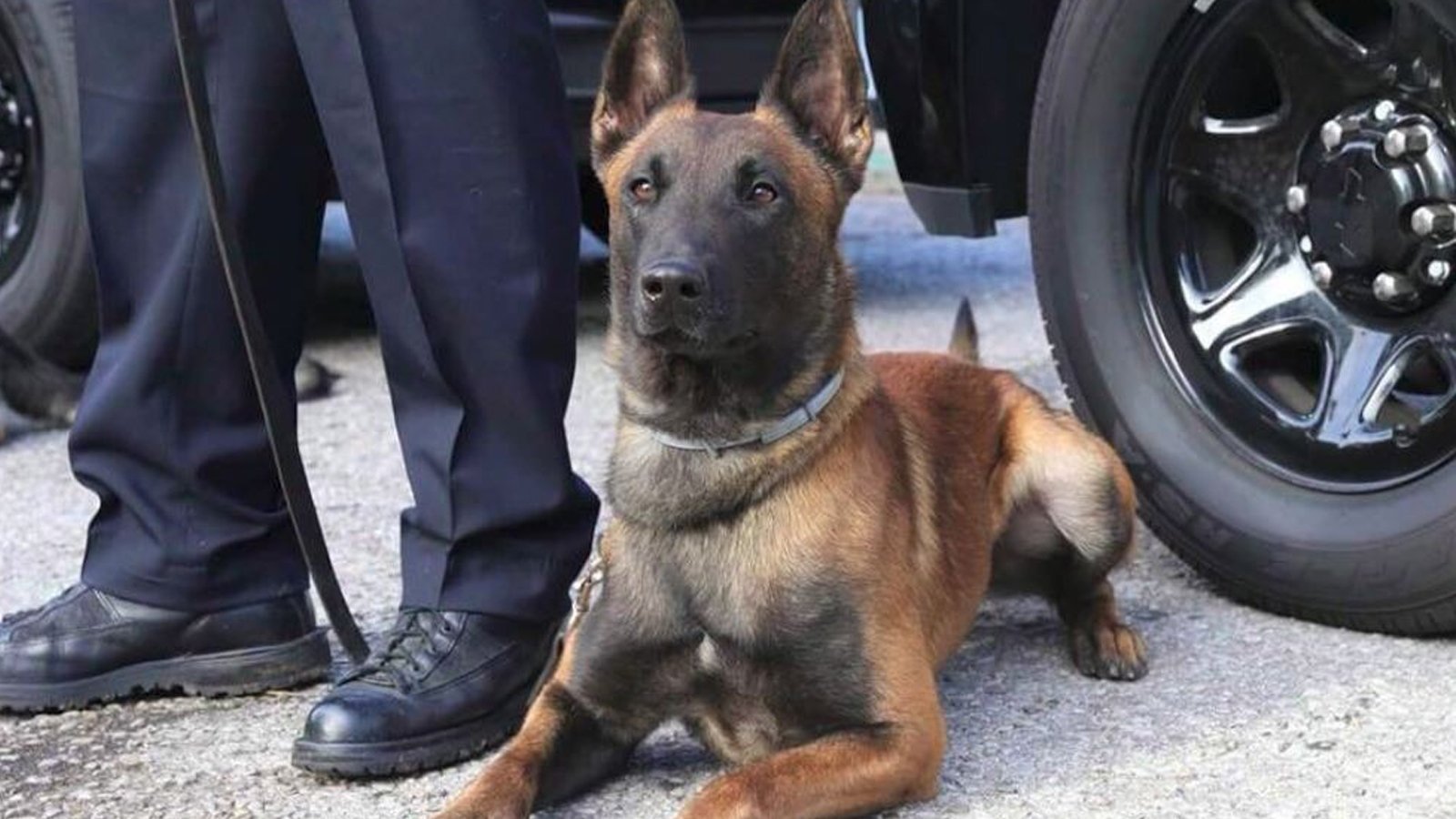 Illinois K9 Trainer Legalizing Marijuana Could Lead To Police Dogs Being Euthanized Wsvn 7news Miami News Weather Sports Fort Lauderdale