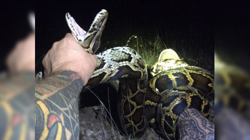 1,000th python caught in South Florida python elimination program ...