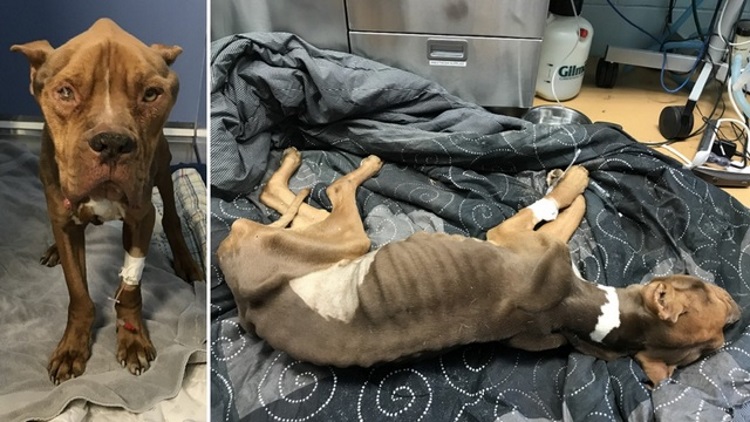 Pennsylvania shelter rescues starving dog left to die in park - WSVN