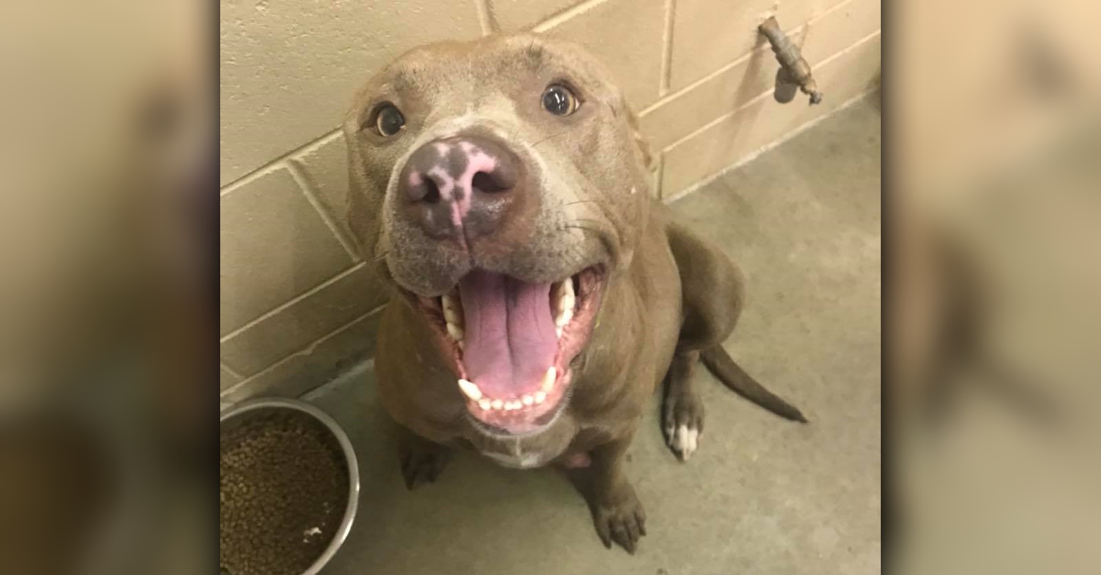 former shelter volunteer says pregnant