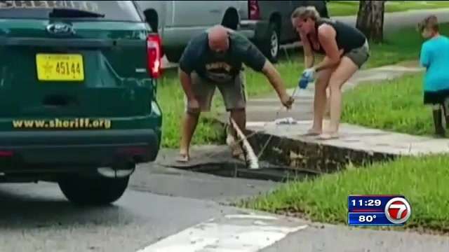 7-foot alligator pulled from Cooper City storm drain - WSVN 7News ...