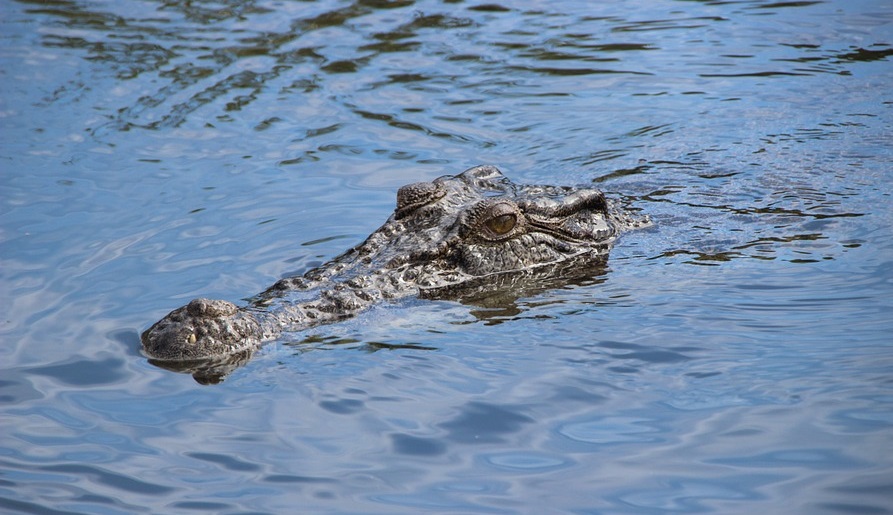 Crocodiles make comeback in Florida - WSVN 7News | Miami News, Weather