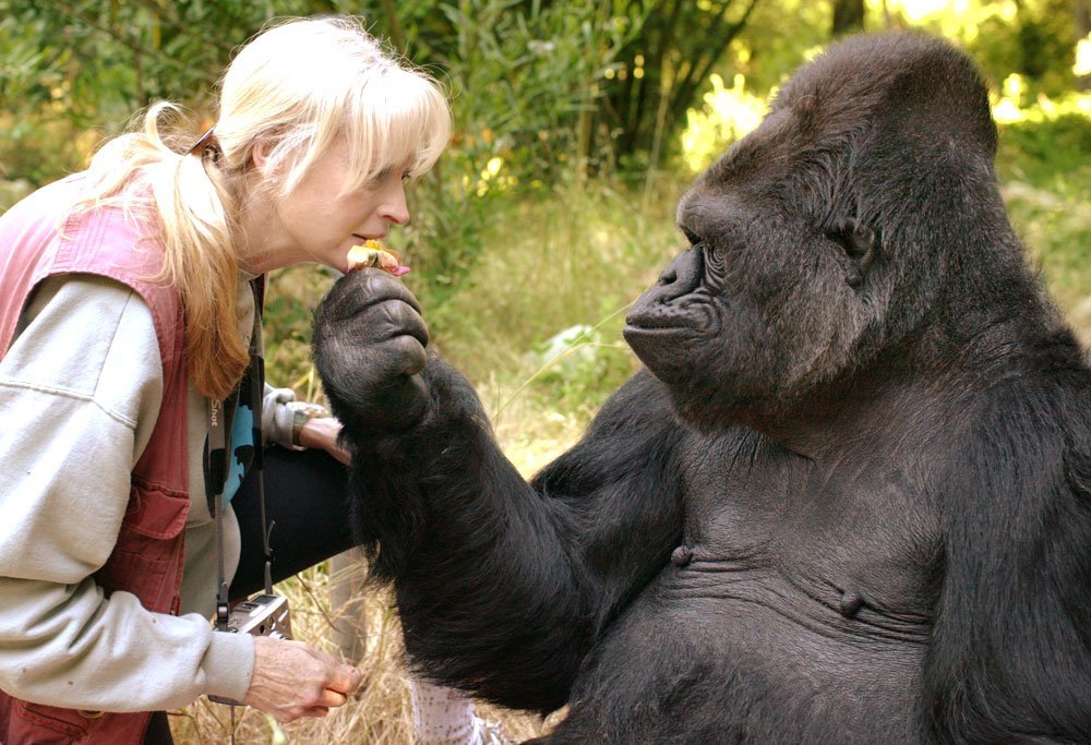 Koko, the gorilla who mastered sign language, has died at 46 WSVN