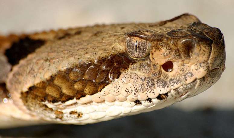 Man bitten by severed rattlesnake head almost dies - WSVN 7News | Miami