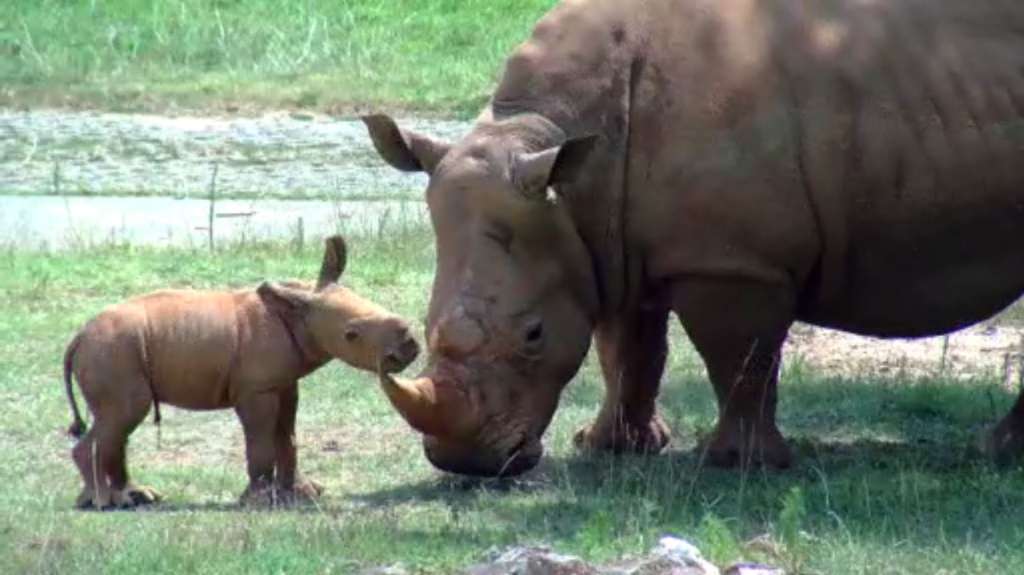 Second rhinoceros born at North Carolina Zoo in 11 days WSVN 7News