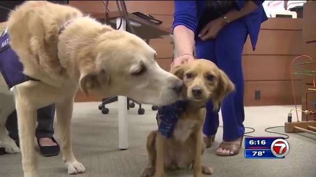 Broward therapy dogs honored for comforting children in dependency ...