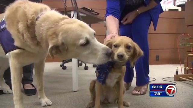 Broward therapy dogs honored for comforting children in dependency