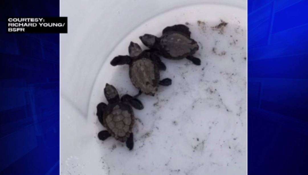 3 baby sea turtles rescued after falling into drain in Deerfield Beach ...