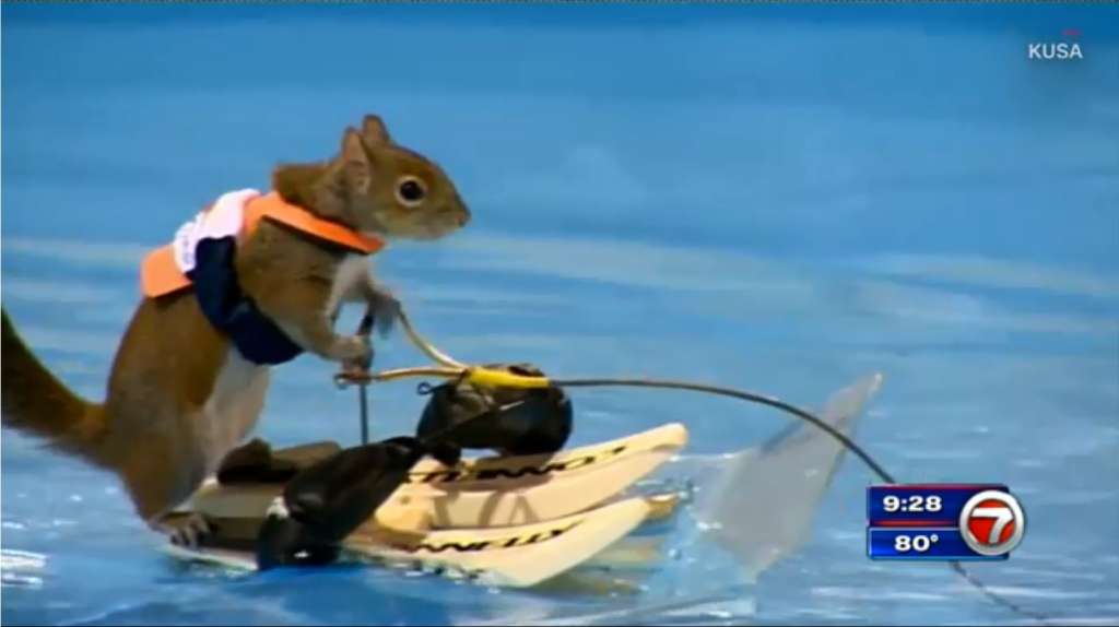 Water-skiing squirrel to retire after final performance at ...