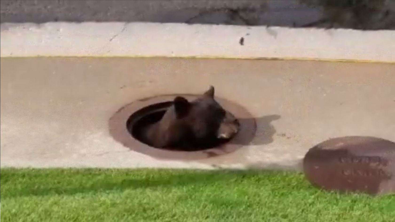 Colorado wildlife officers rescue bear stuck in storm drain - WSVN ...