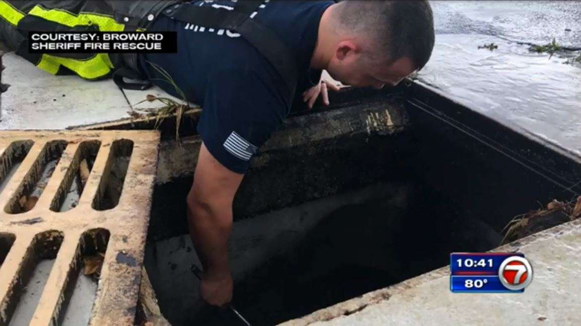Crews save 10 ducklings stuck in Deerfield Beach storm drain - WSVN ...