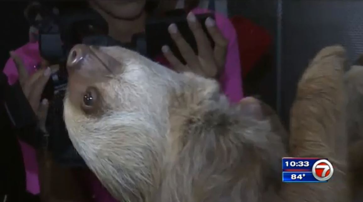 Zoo Miami orphaned sloths from Panama WSVN 7News Miami