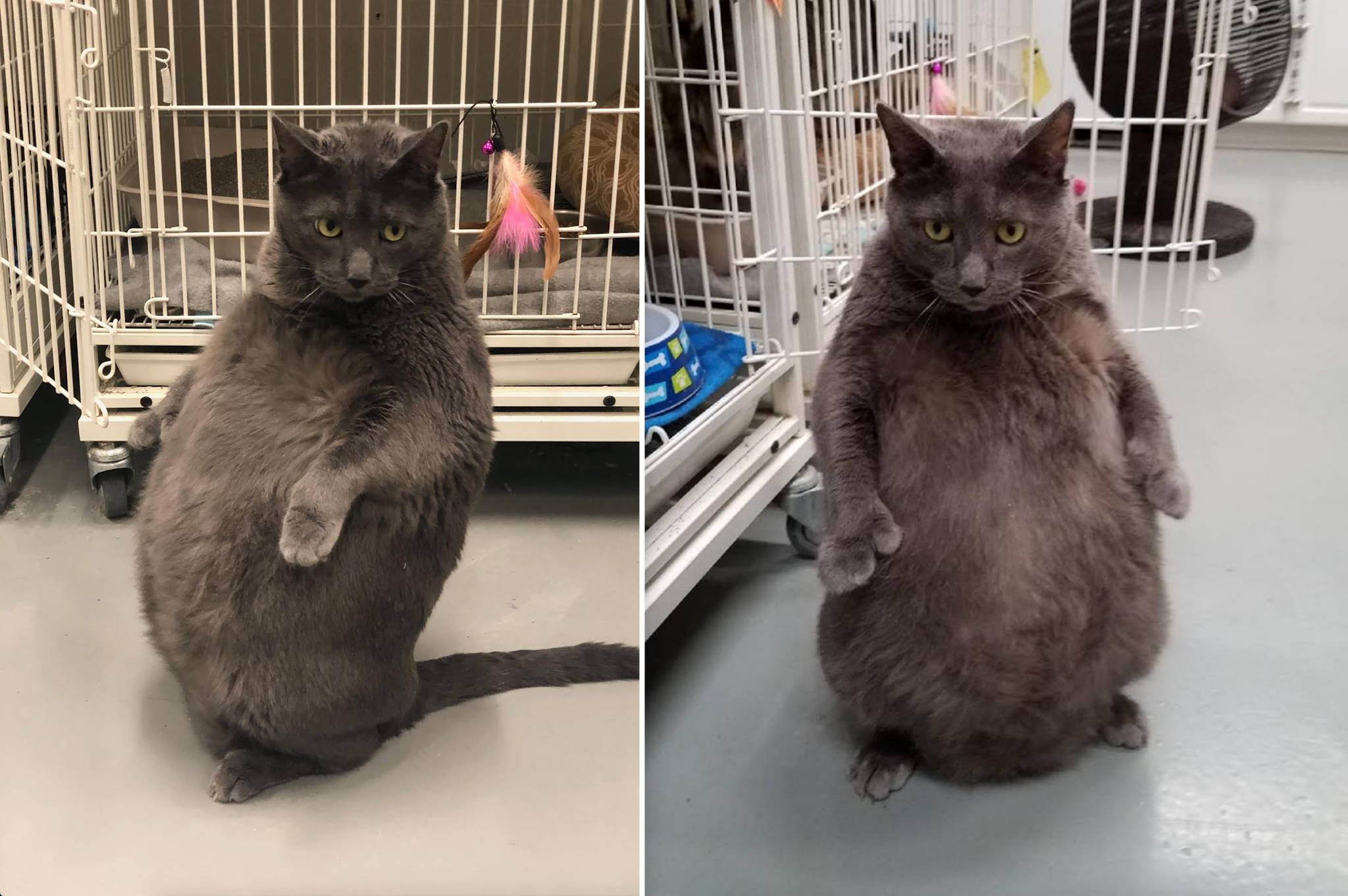 Shelter says fat cat that likes to stand on hind legs is “too cool to