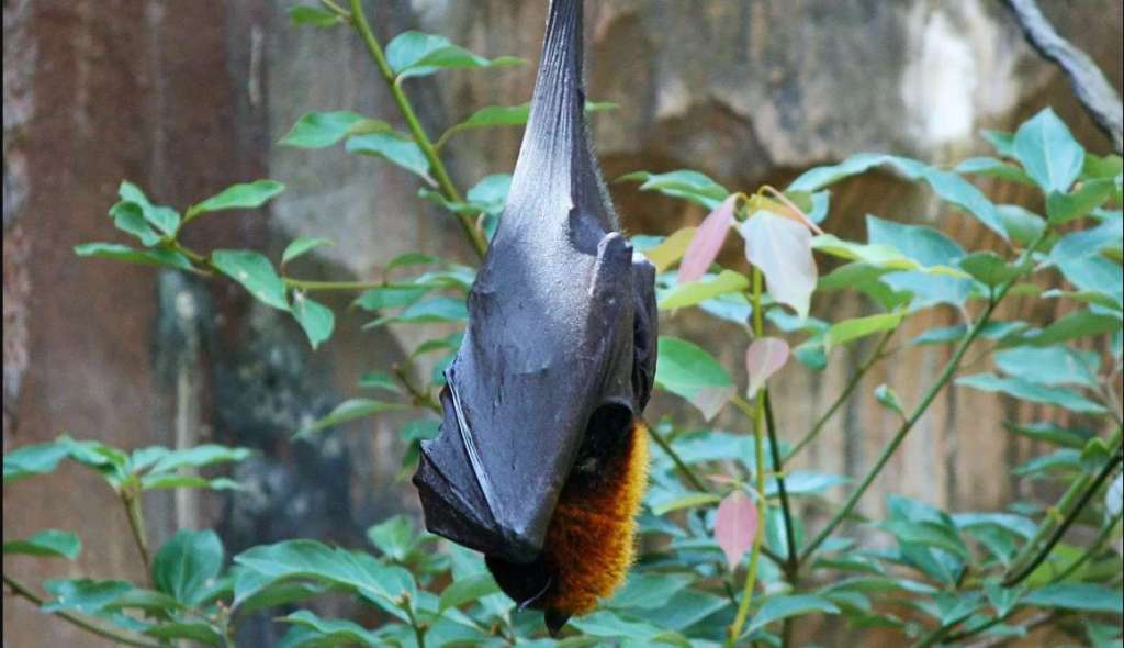 Rabies alert for Florida city after infected bat found WSVN 7News